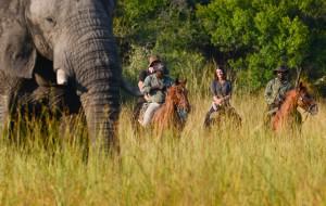 Horseback Safari Wildlife