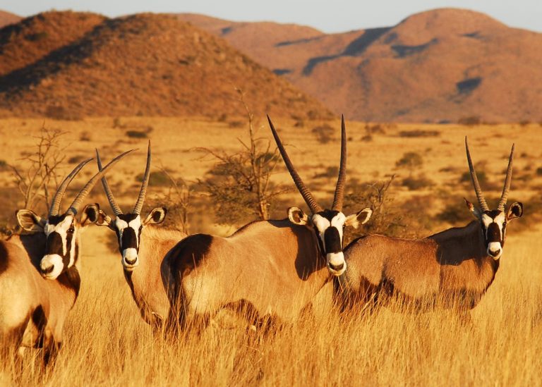 tswalu-kalahari-oryx-gemsbok